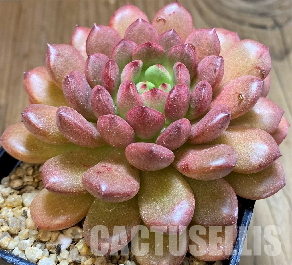 SH30507 Sedeveria ‘Pink Ruby’ - Image 2