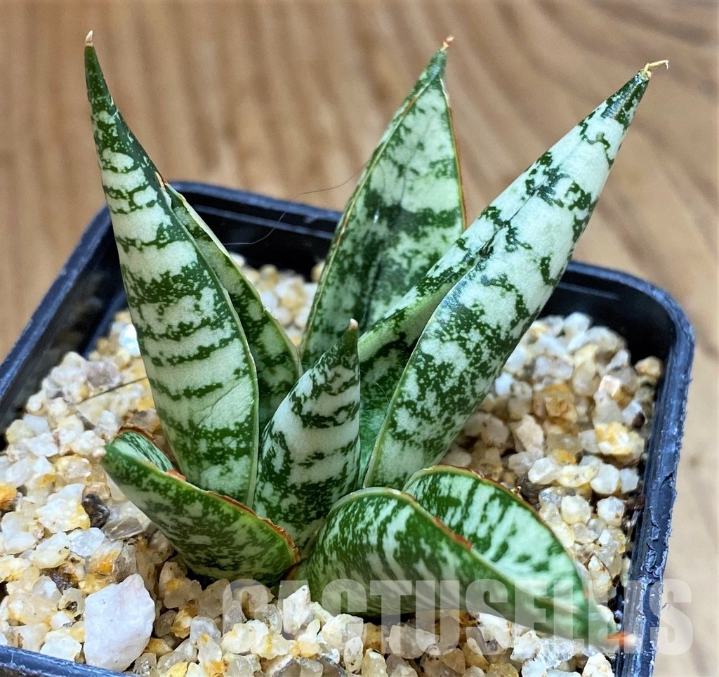 SH30600 Sansevieria 'Zebra'