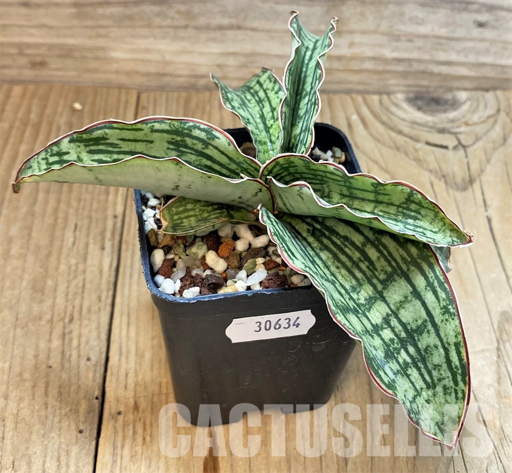SH30634 Sansevieria 'Cleopatra' - Image 2
