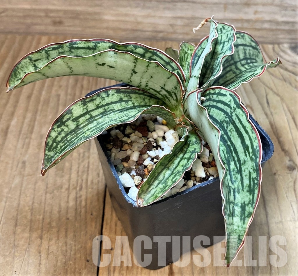 SH30634 Sansevieria 'Cleopatra'