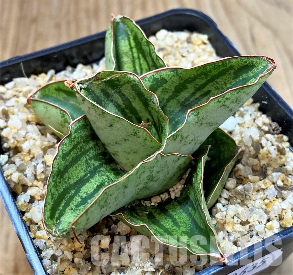 SH30635 Sansevieria 'Liza' - Image 2