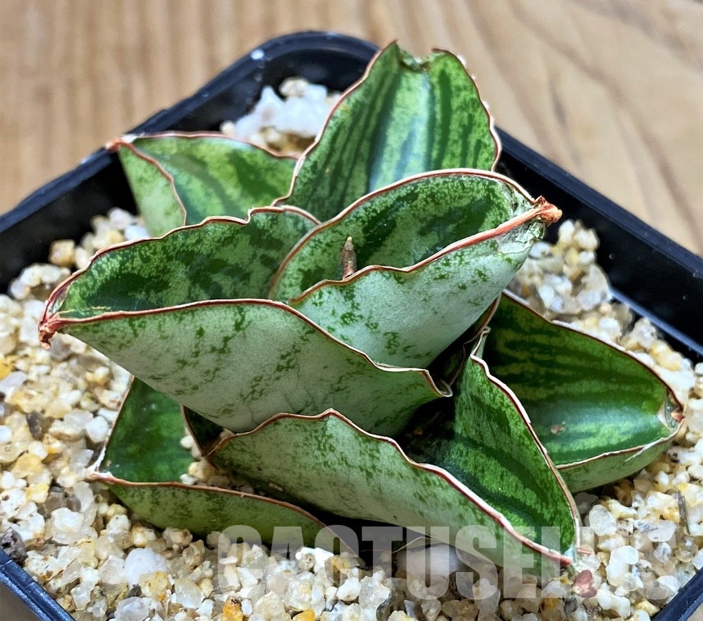 SH30635 Sansevieria 'Liza'