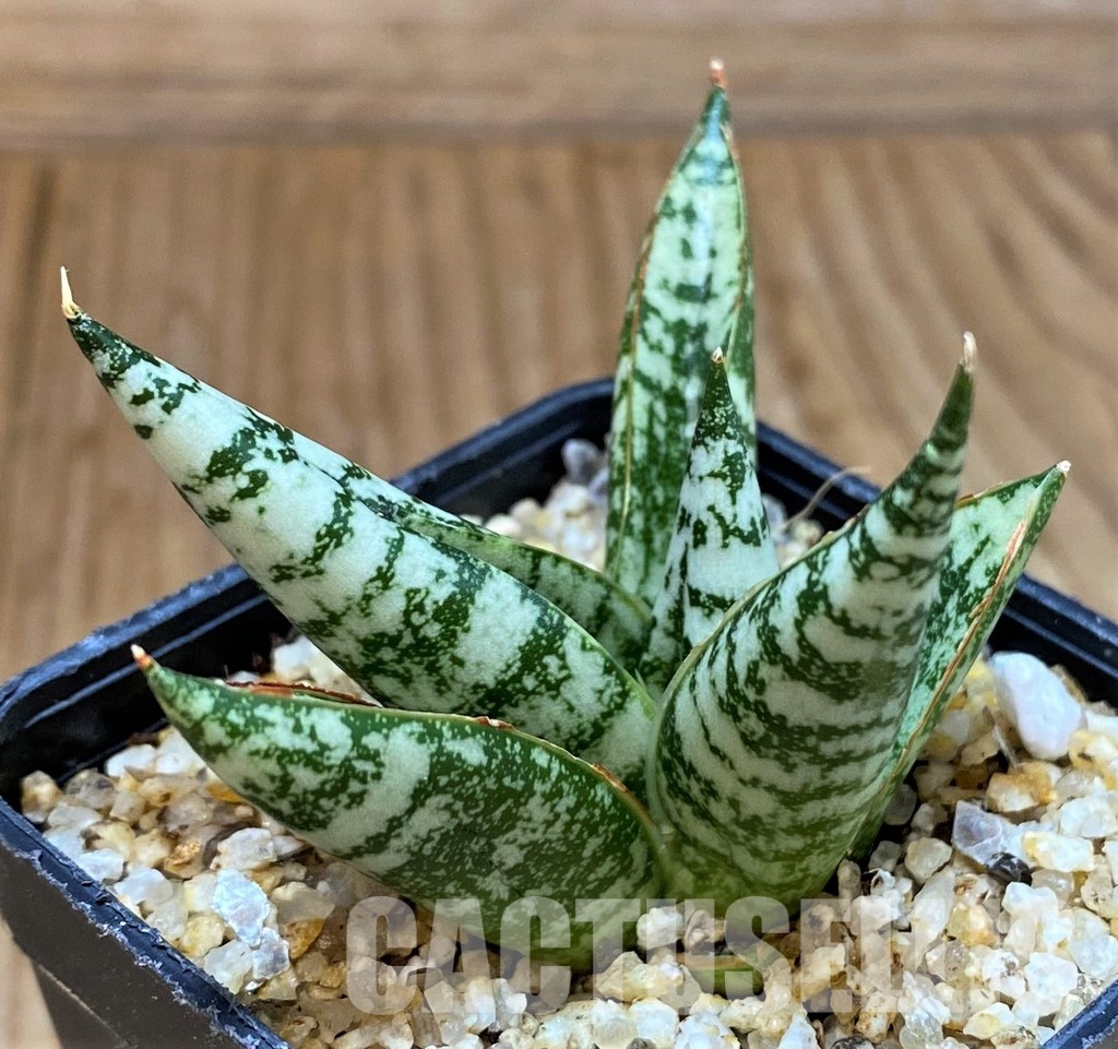 SH30600 Sansevieria 'Zebra' - Image 2