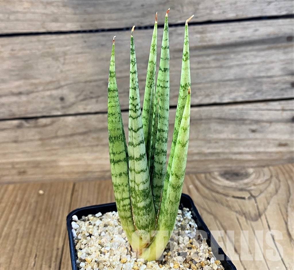 SH30638 Sansevieria 'Julius' - Image 2