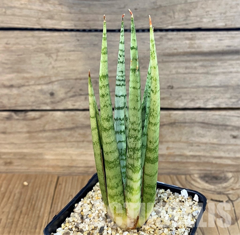 SH30638 Sansevieria 'Julius'