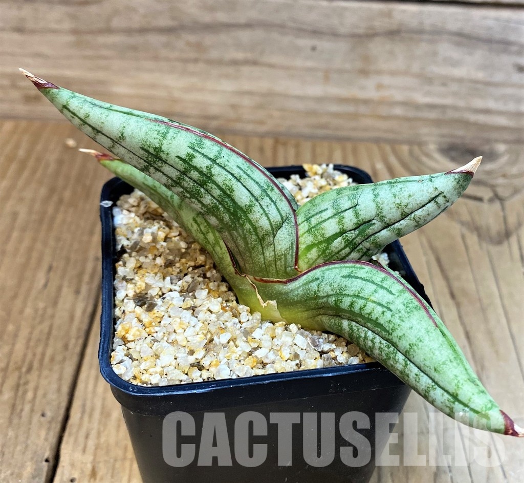 SH30639 Sansevieria 'Diablo'