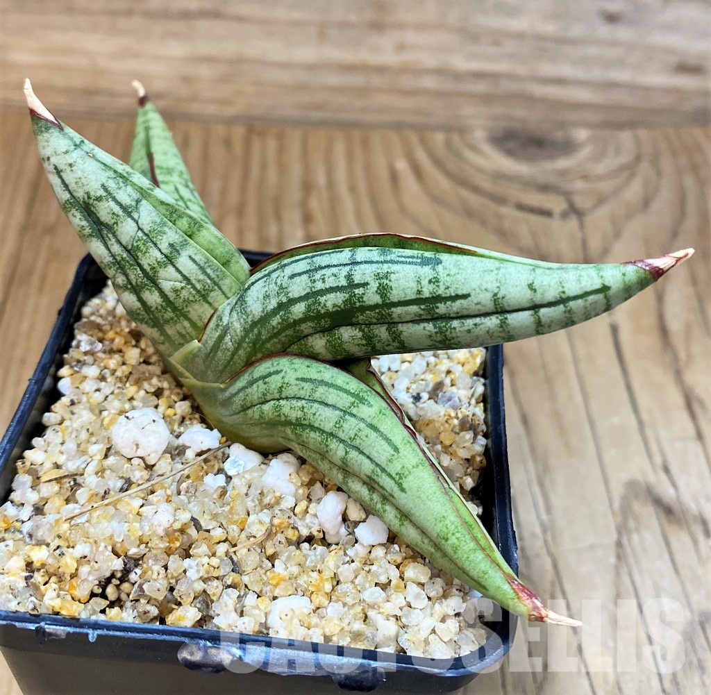 SH30639 Sansevieria 'Diablo' - Image 2