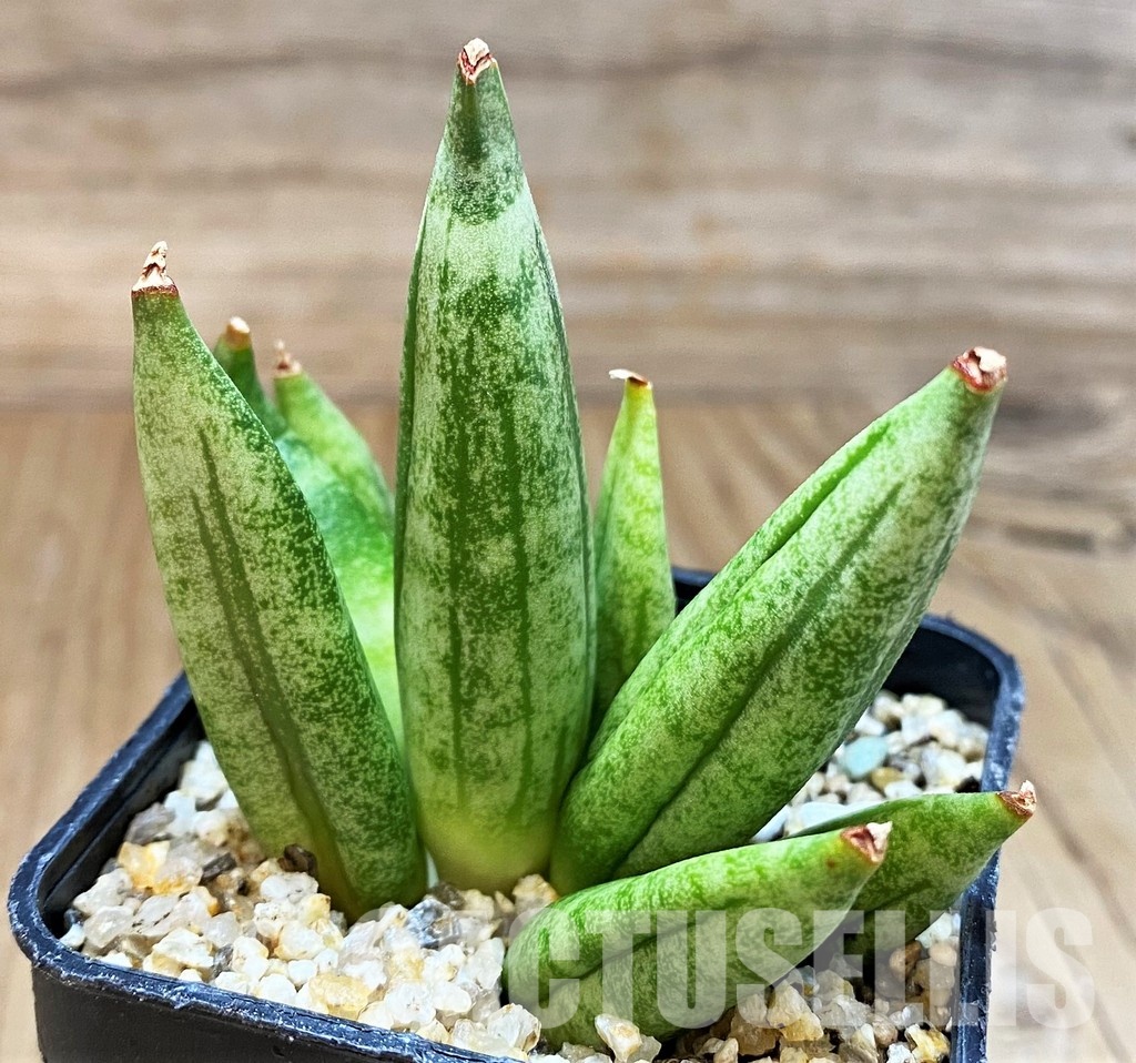 SH30601 Sansevieria 'Hedgehog' - Image 2