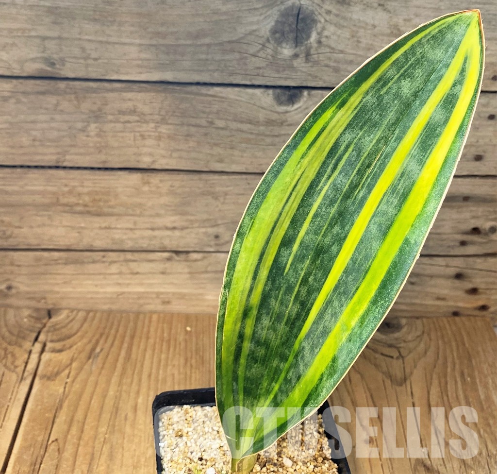 SH30645 Sansevieria masoniana 'Yellow'