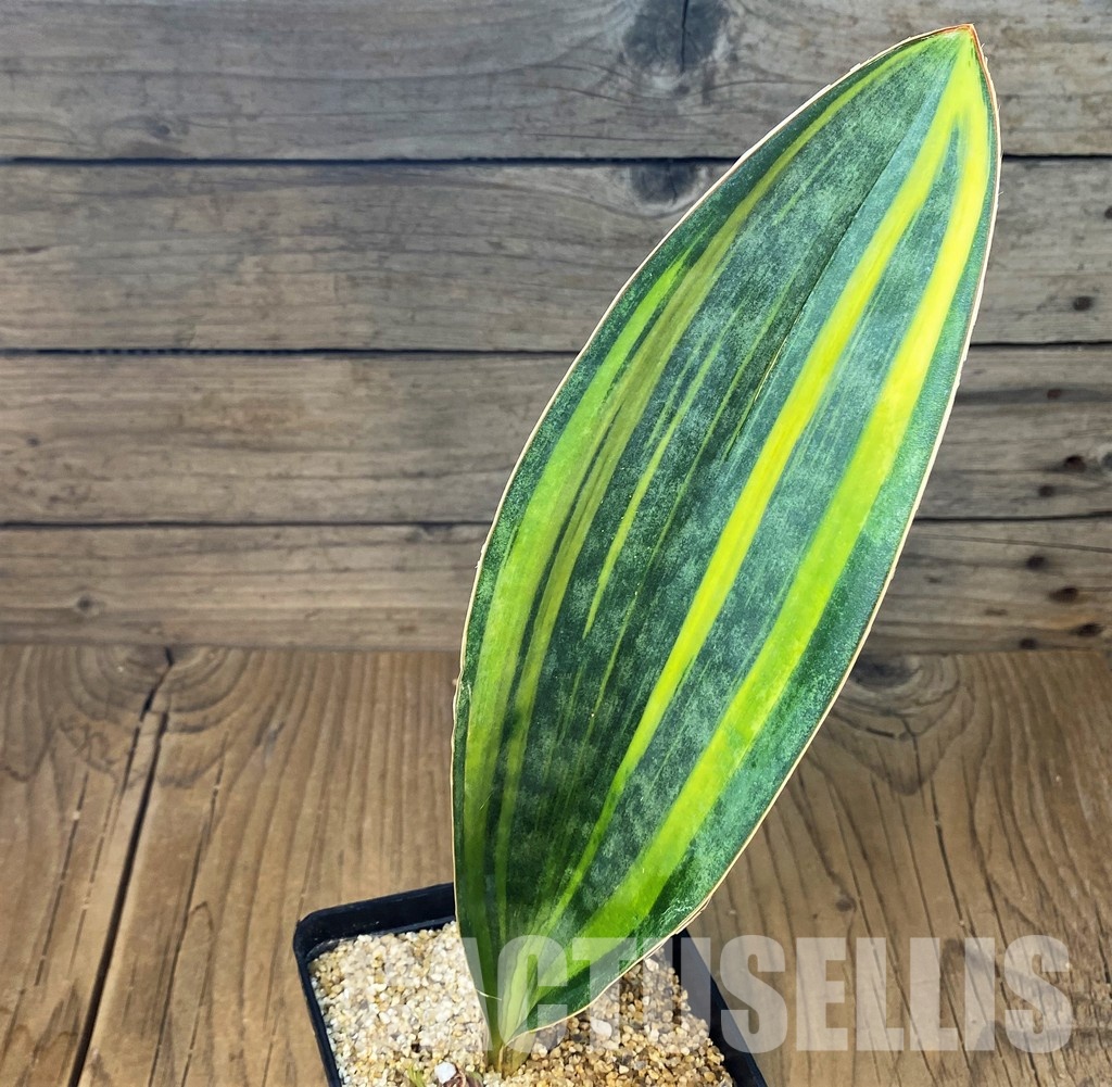 SH30645 Sansevieria masoniana 'Yellow' - Image 2