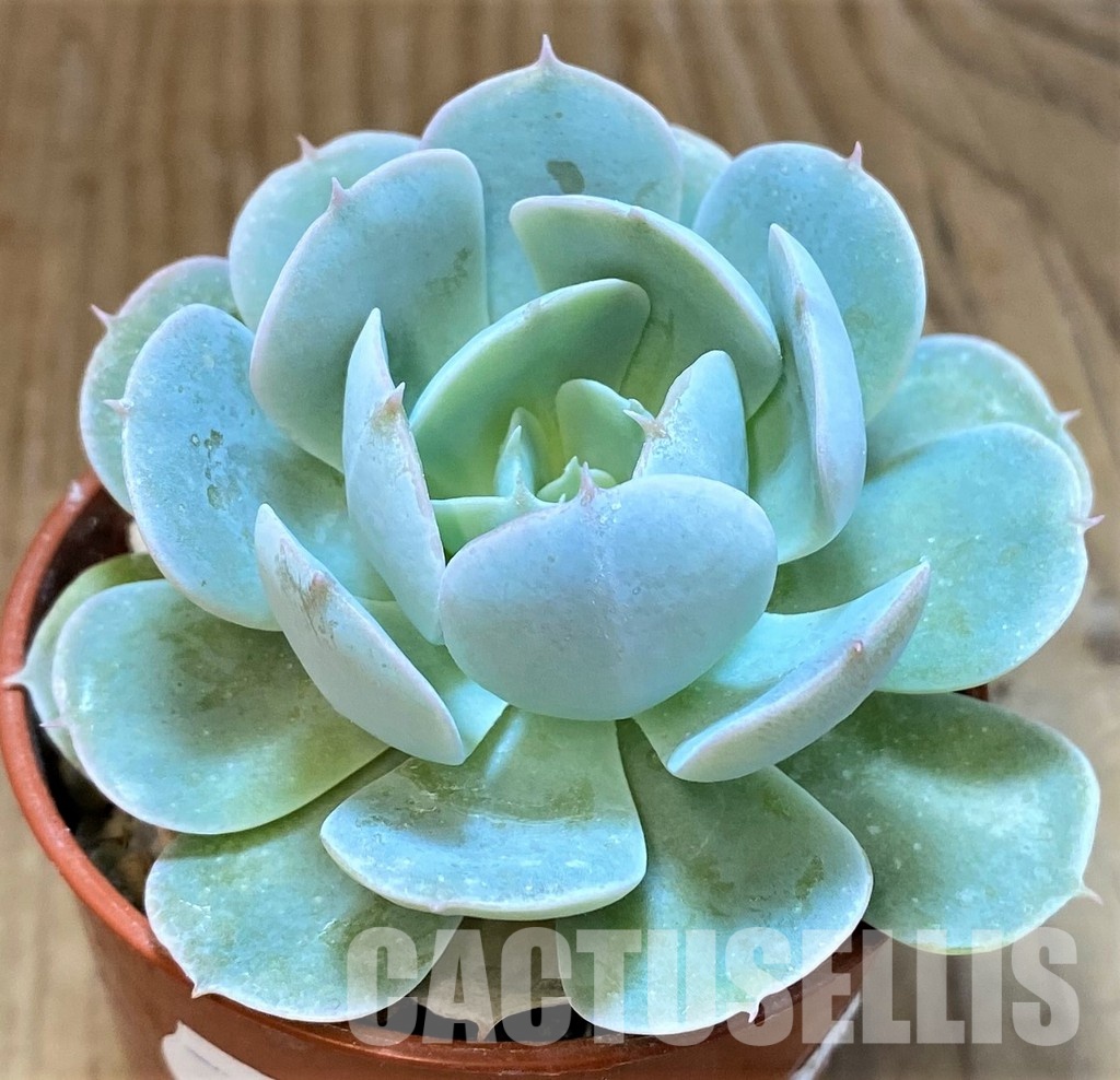 SH30710 Echeveria runyonii 'Rose' - Image 2