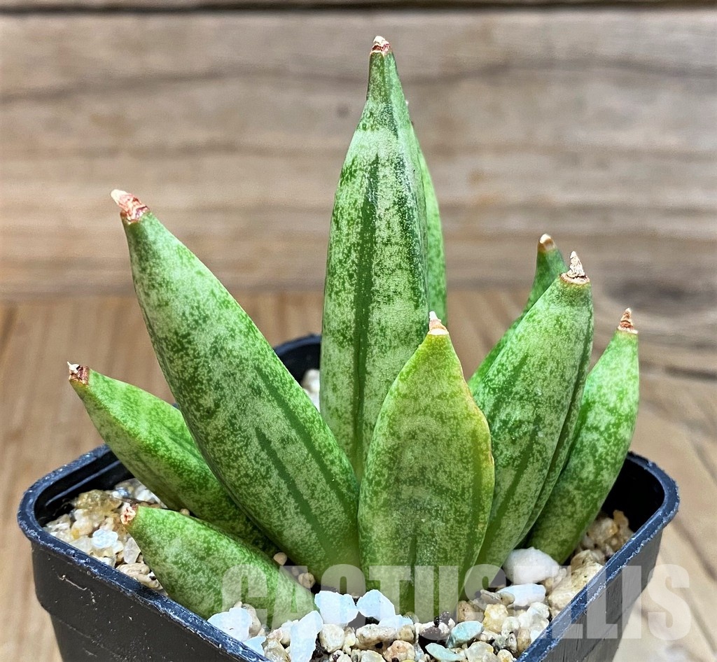 SH30601 Sansevieria 'Hedgehog'