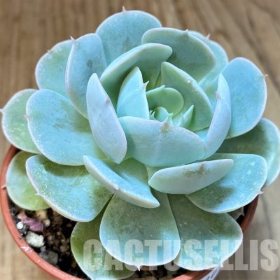 SH30710 Echeveria runyonii 'Rose'
