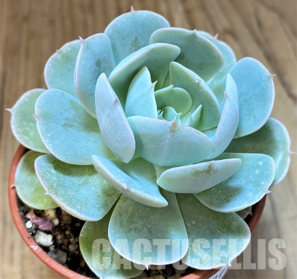SH30710 Echeveria runyonii 'Rose'