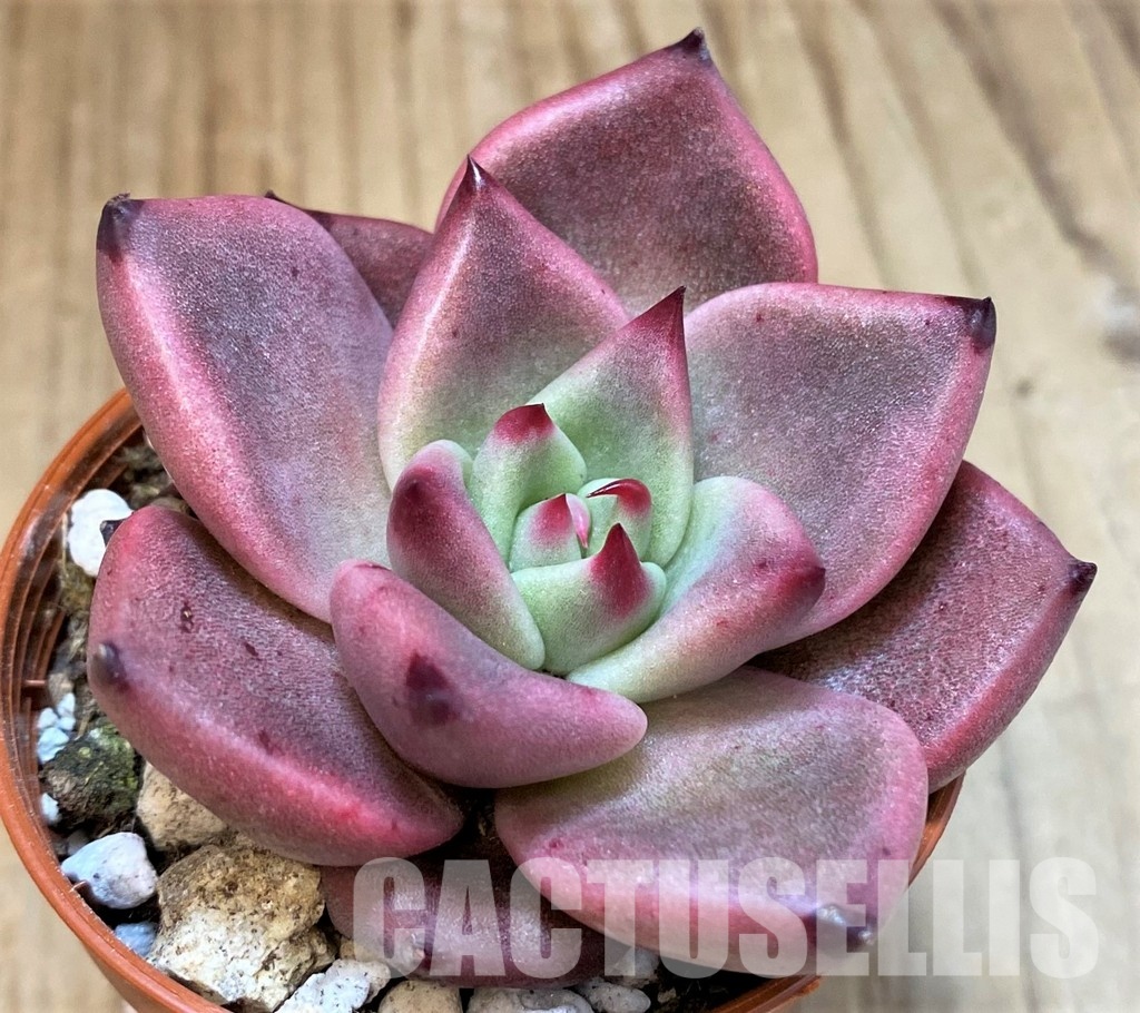 SH30711 Echeveria ‘Taurus’ - Image 2