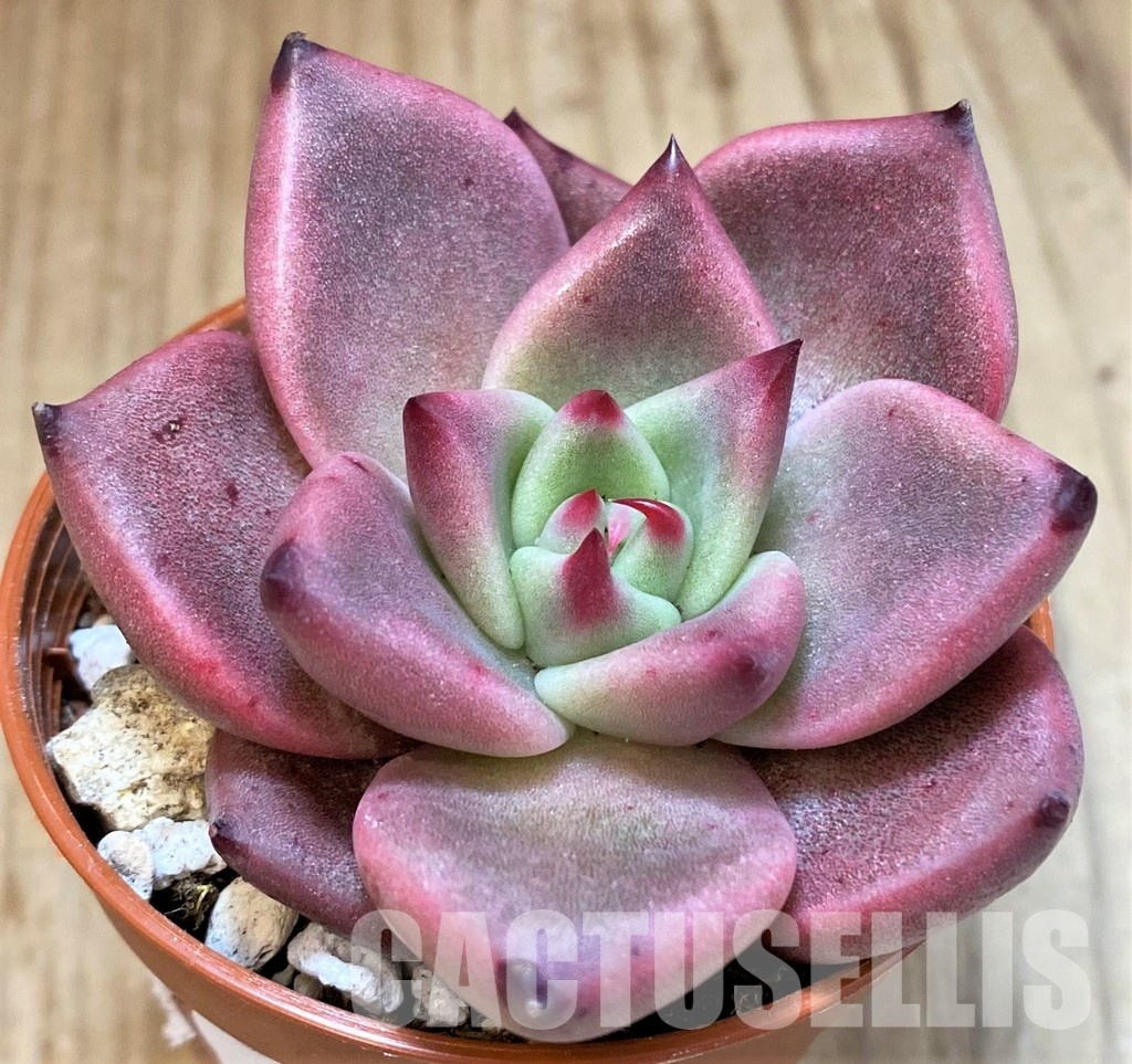 SH30711 Echeveria ‘Taurus’