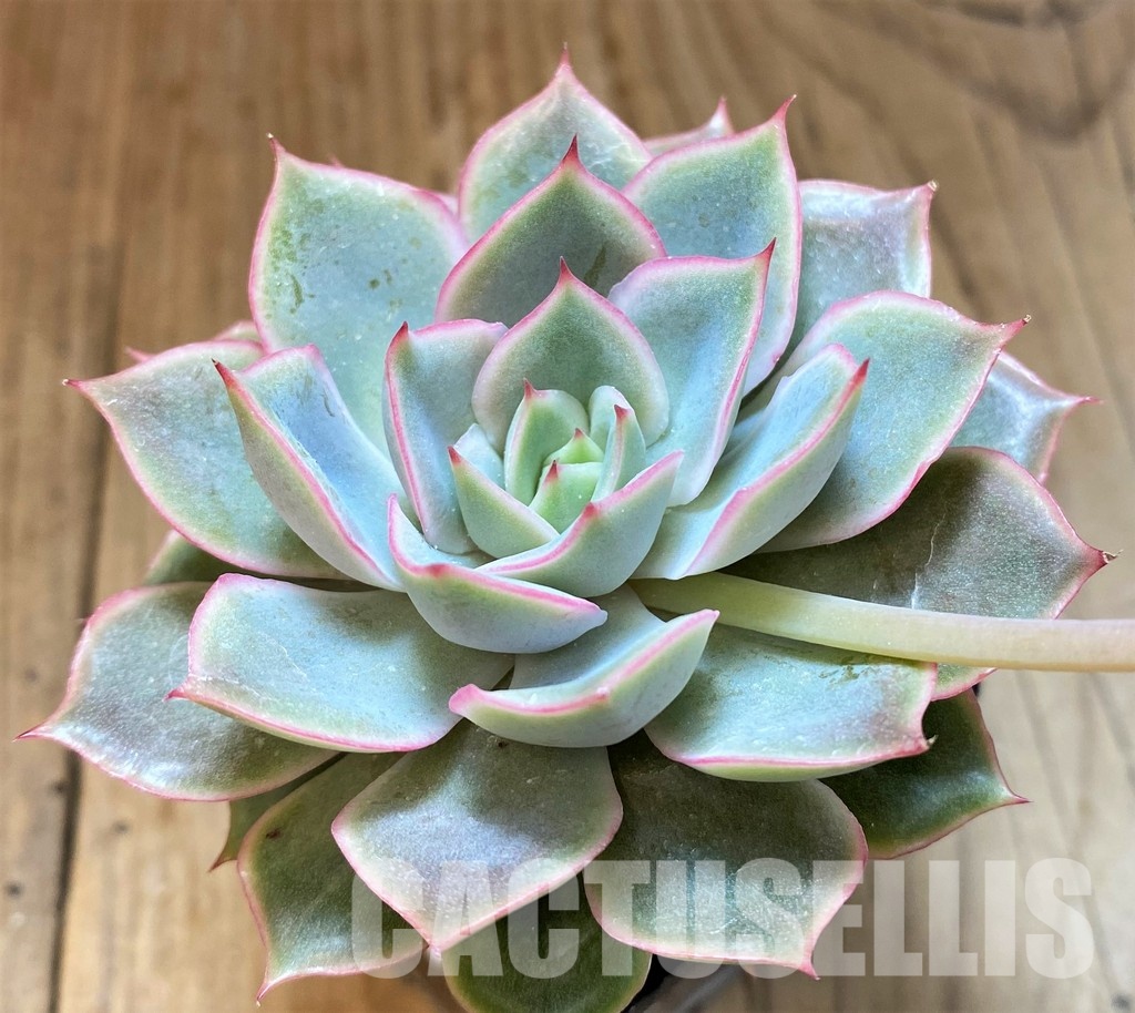 SH30714 Echeveria 'Hercules'