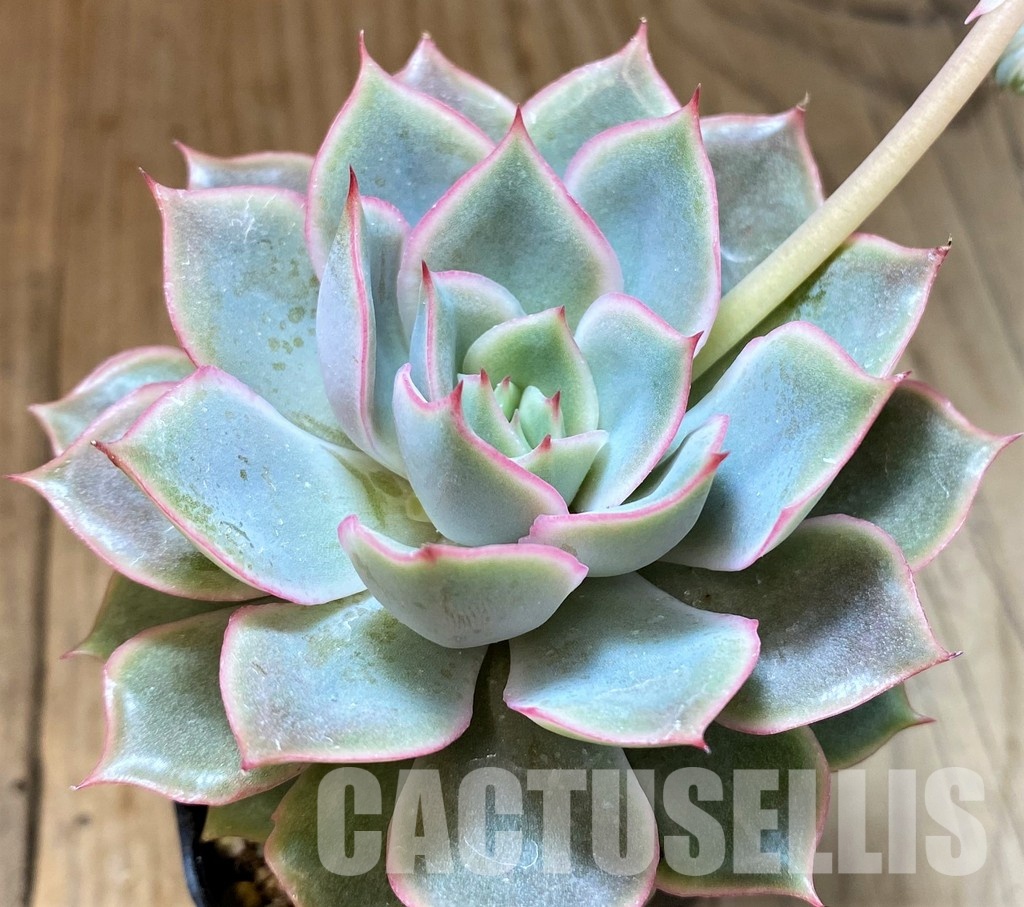 SH30714 Echeveria 'Hercules' - Image 2