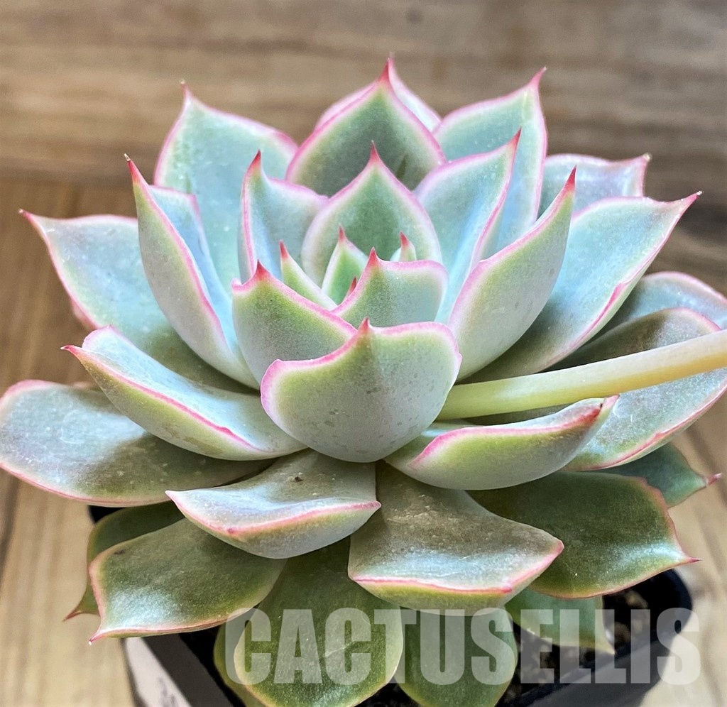 SH30714 Echeveria 'Hercules' - Image 3