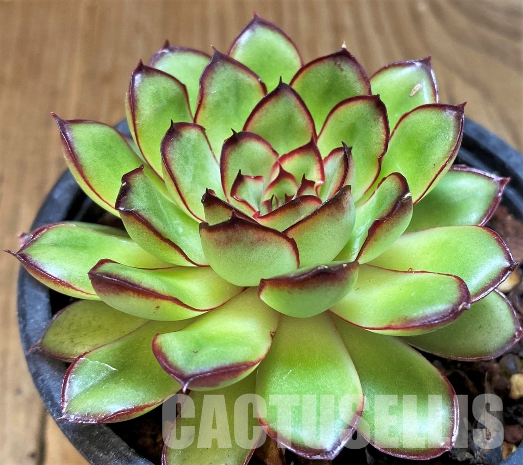 SH30715 Echeveria 'Pulidonis' hybrid - Image 2