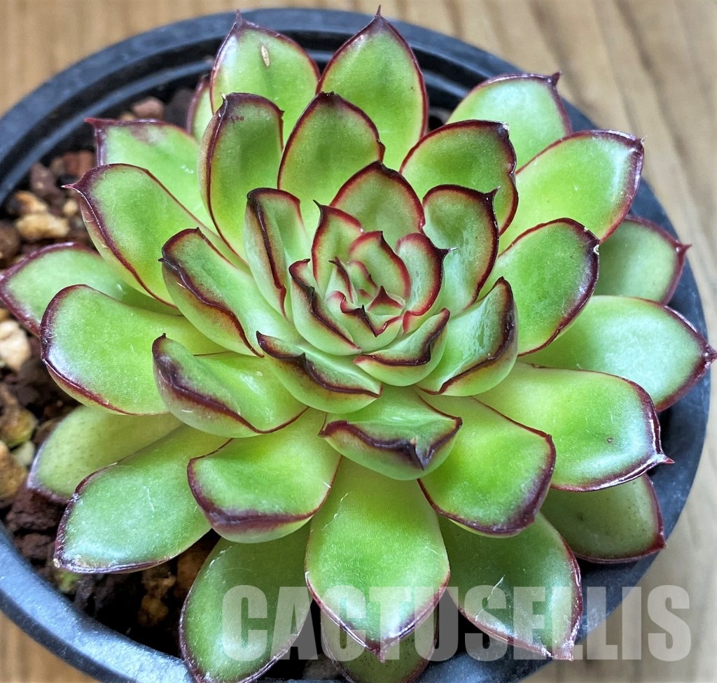 SH30715 Echeveria 'Pulidonis' hybrid