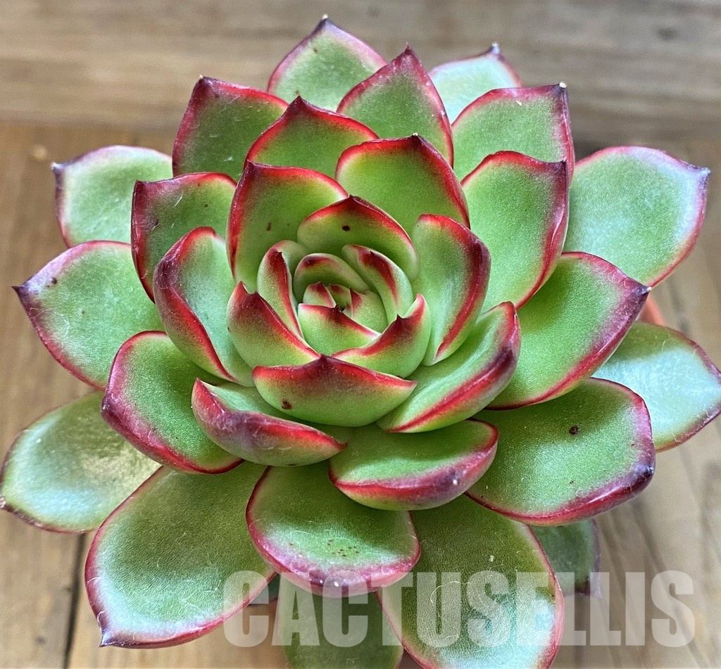 SH30716 Echeveria ‘Polaroid Anna’ - Image 2