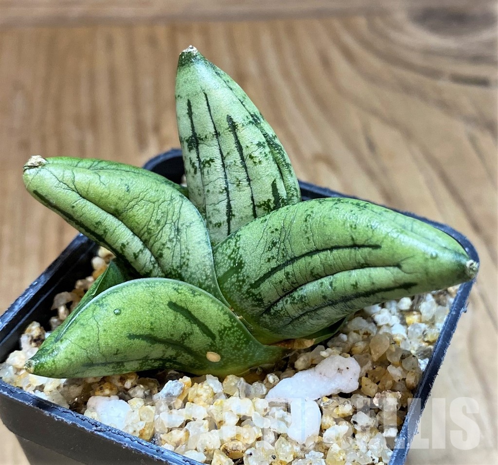 SH30602 Sansevieria 'Little Wing'