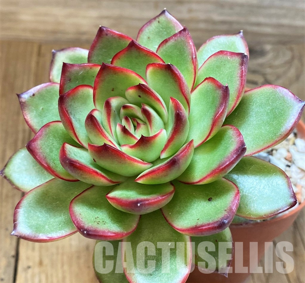 SH30716 Echeveria ‘Polaroid Anna’ - Image 3