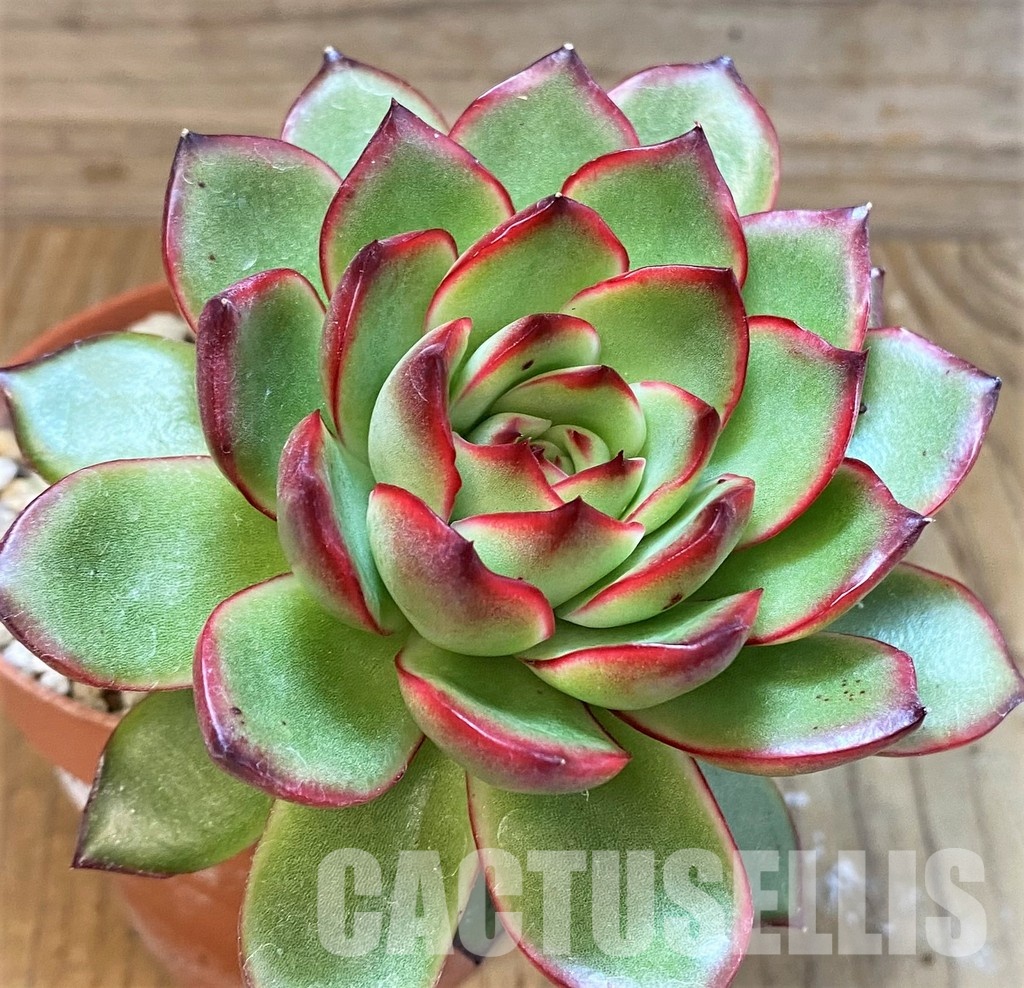 SH30716 Echeveria ‘Polaroid Anna’