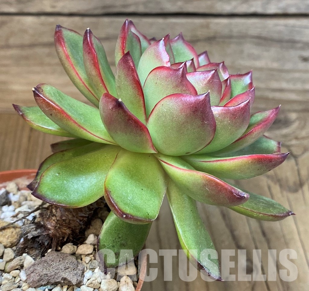 SH30716 Echeveria ‘Polaroid Anna’ - Image 4