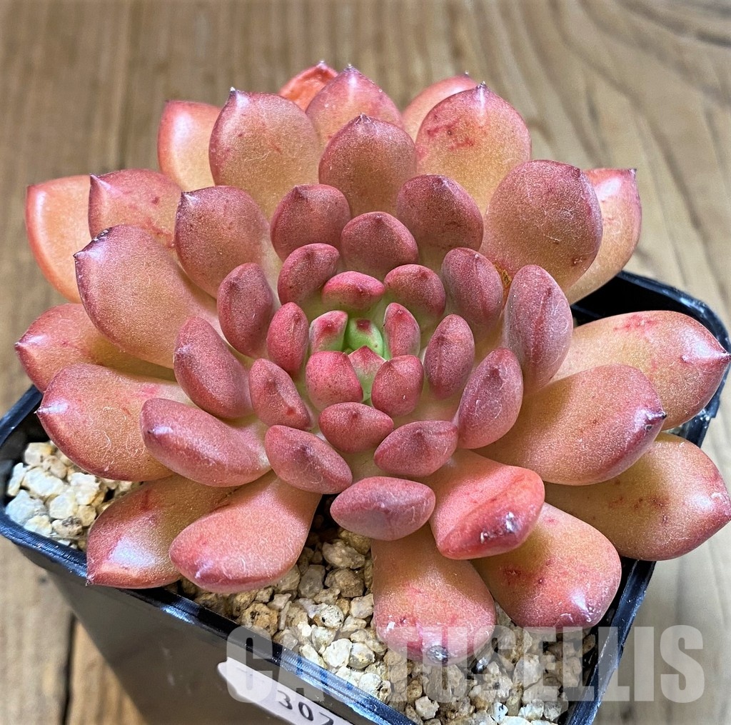 SH30717 Sedeveria ‘Pink Ruby’