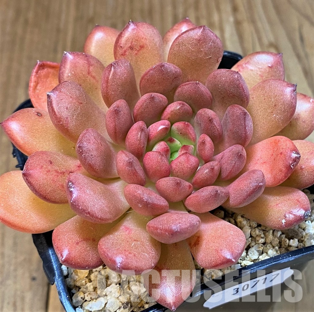 SH30717 Sedeveria ‘Pink Ruby’ - Image 2