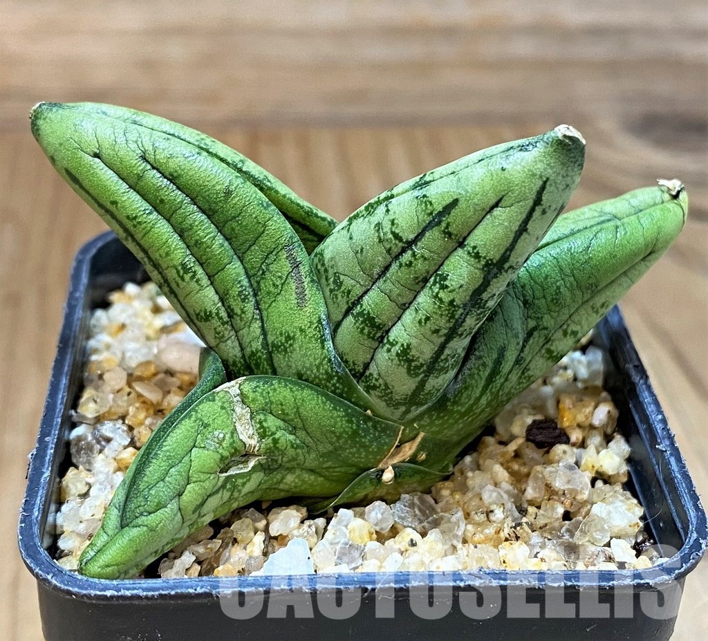 SH30602 Sansevieria 'Little Wing' - Image 2
