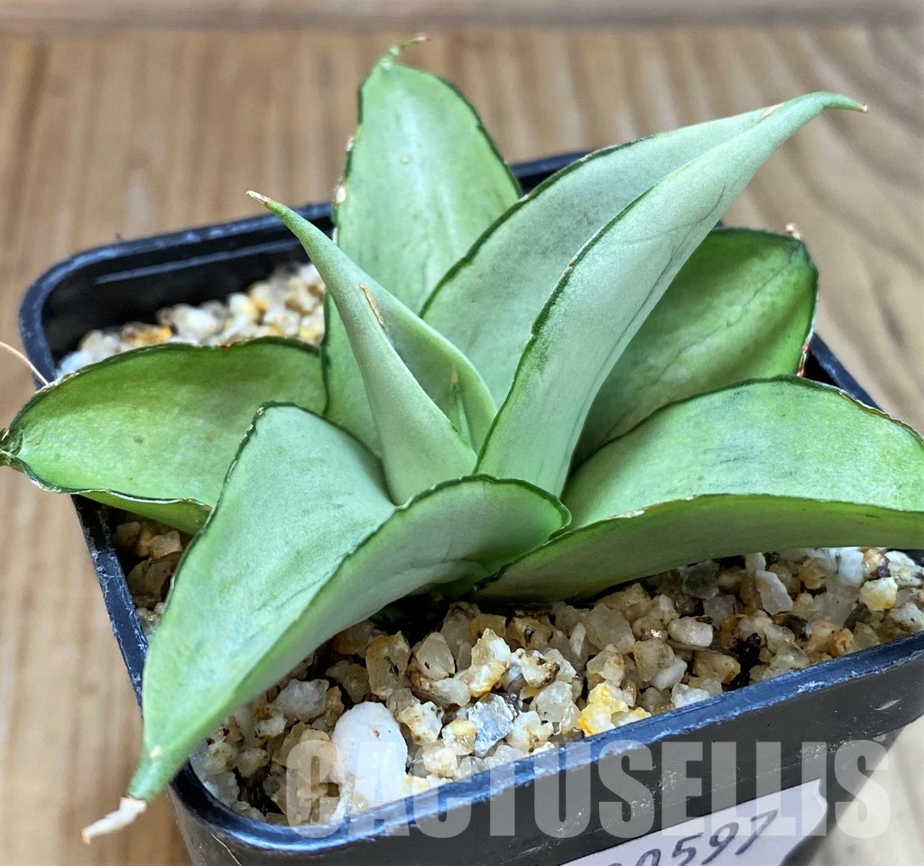 SH30597 Sansevieria 'Manee Thaewee'