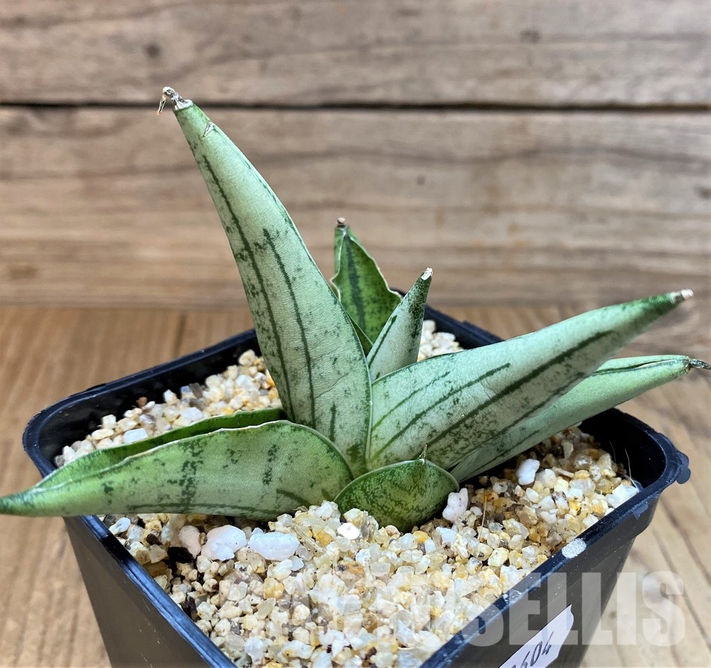 SH30604 Sansevieria 'Rookie' - Image 2