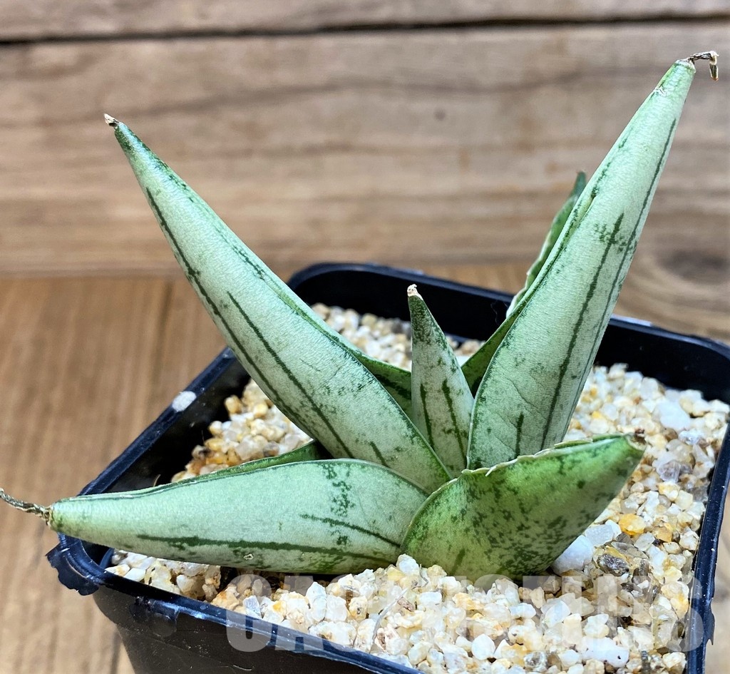 SH30604 Sansevieria 'Rookie'