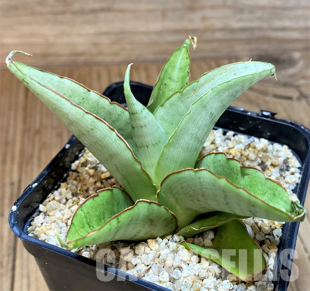 SH30606 Sansevieria 'Silver Rosette'