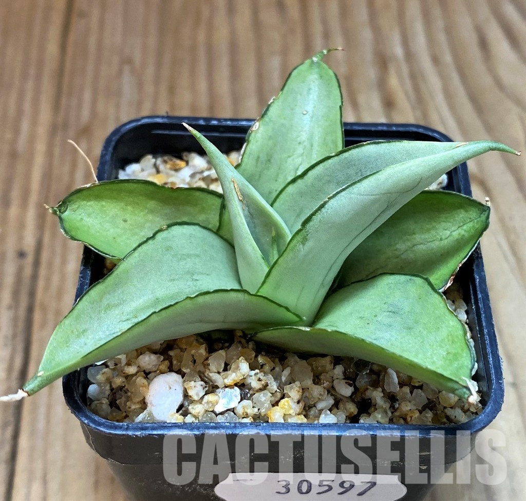 SH30597 Sansevieria 'Manee Thaewee' - Image 2