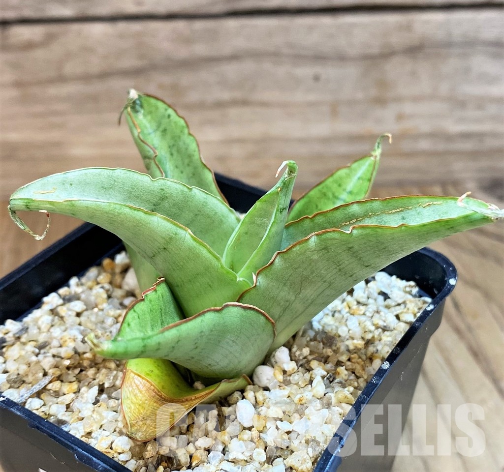 SH30606 Sansevieria 'Silver Rosette' - Image 2
