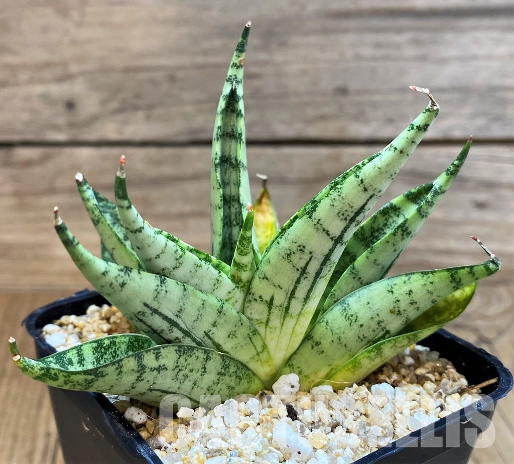 SH30607 Sansevieria ‘Nakhon Luang’