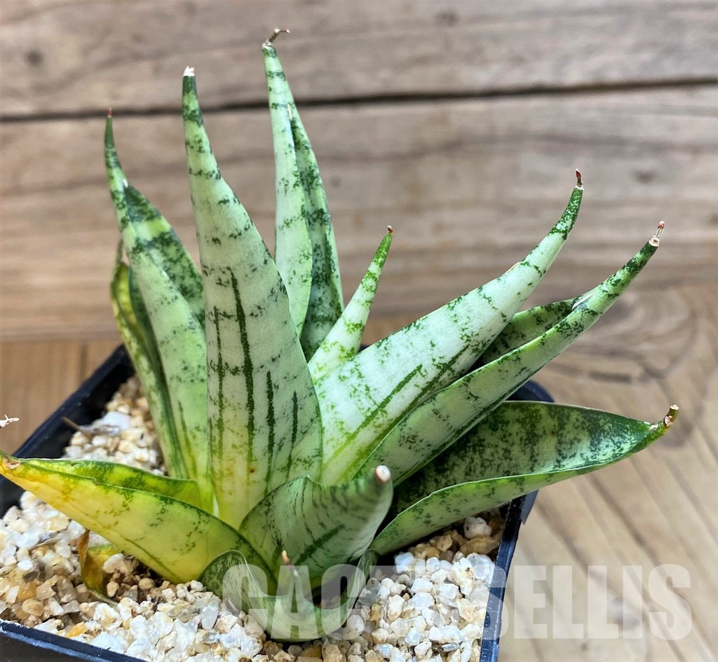 SH30607 Sansevieria ‘Nakhon Luang’ - Image 2