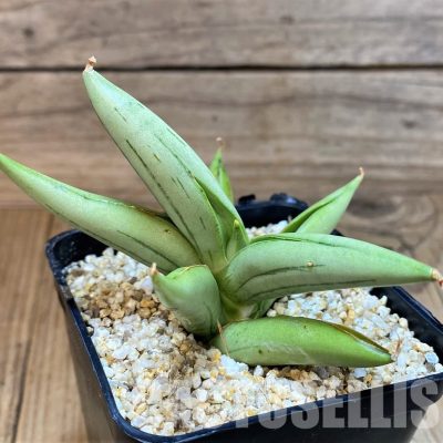 SH30609 Sansevieria 'Ice man'