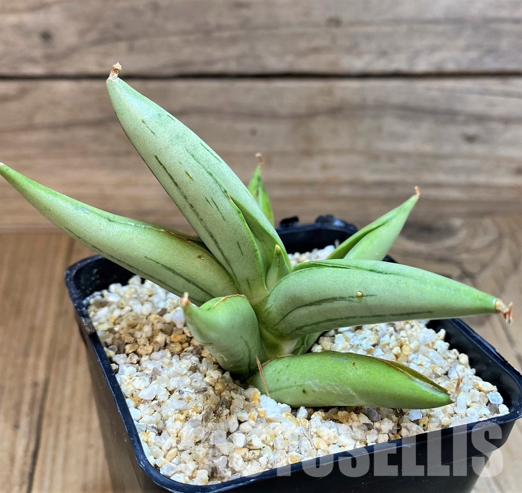 SH30609 Sansevieria 'Ice man'