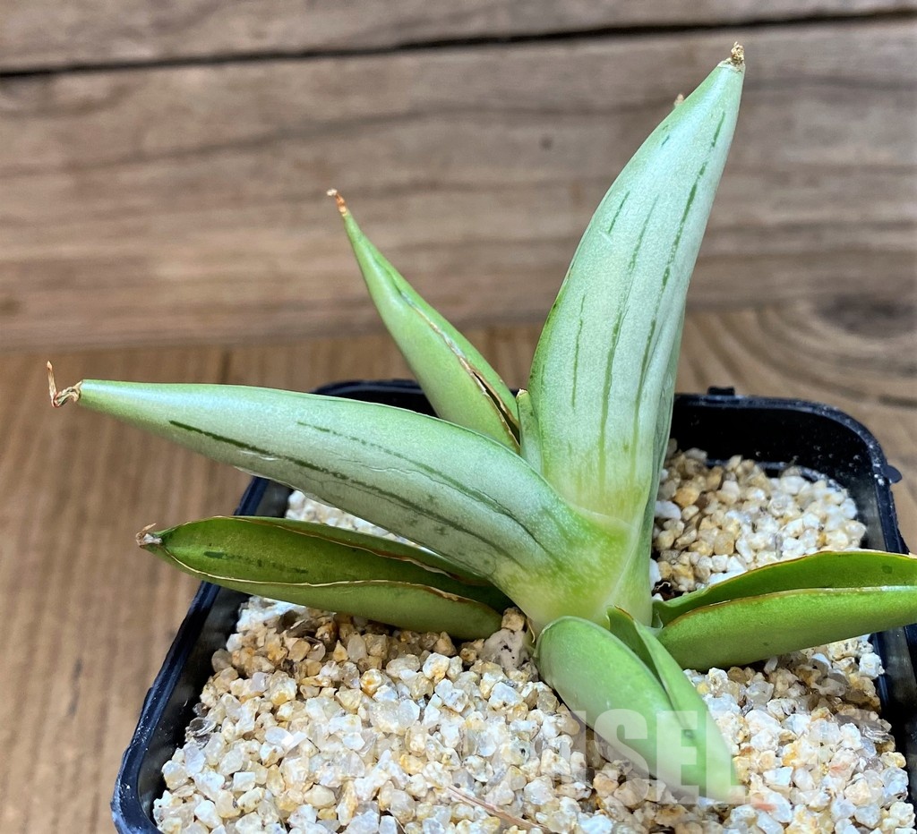 SH30609 Sansevieria 'Ice man' - Image 2