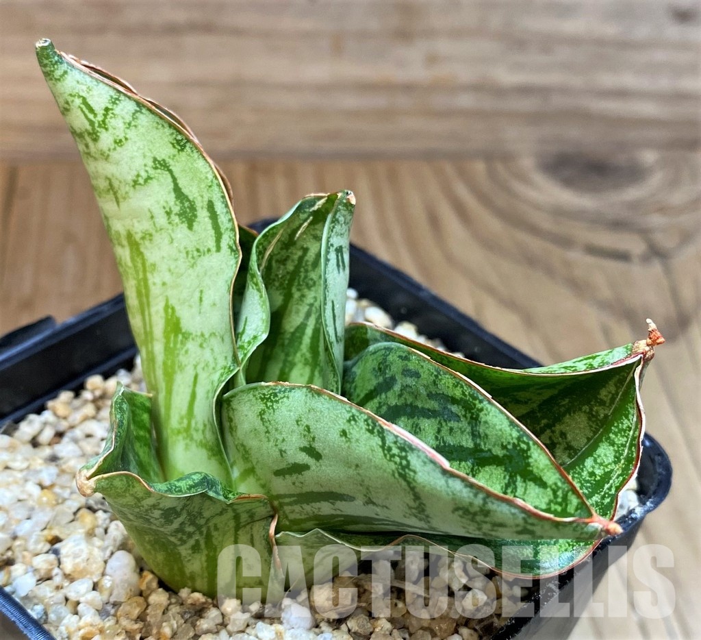 SH30611 Sansevieria ‘Angelina'