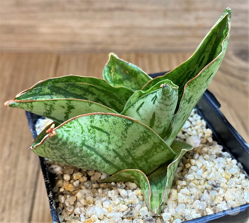 SH30611 Sansevieria ‘Angelina' - Image 2