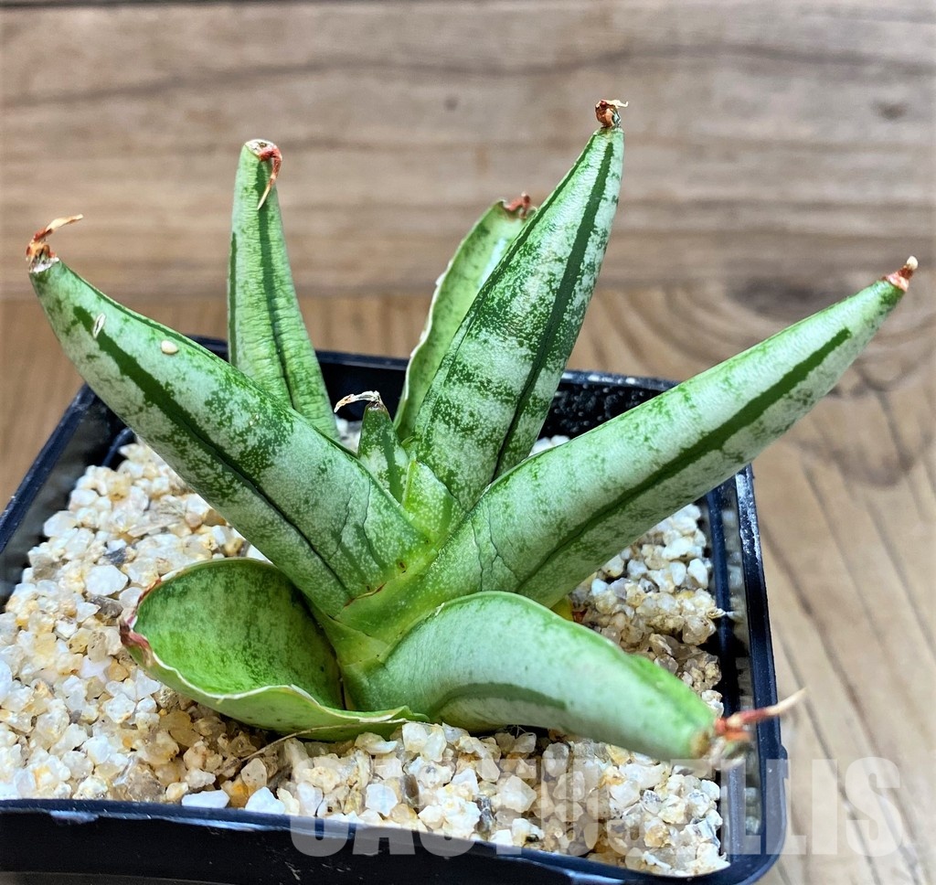 SH30612 Sansevieria 'Fatman'