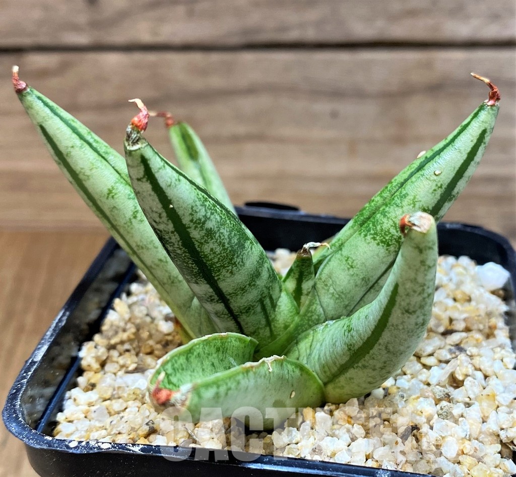 SH30612 Sansevieria 'Fatman' - Image 3