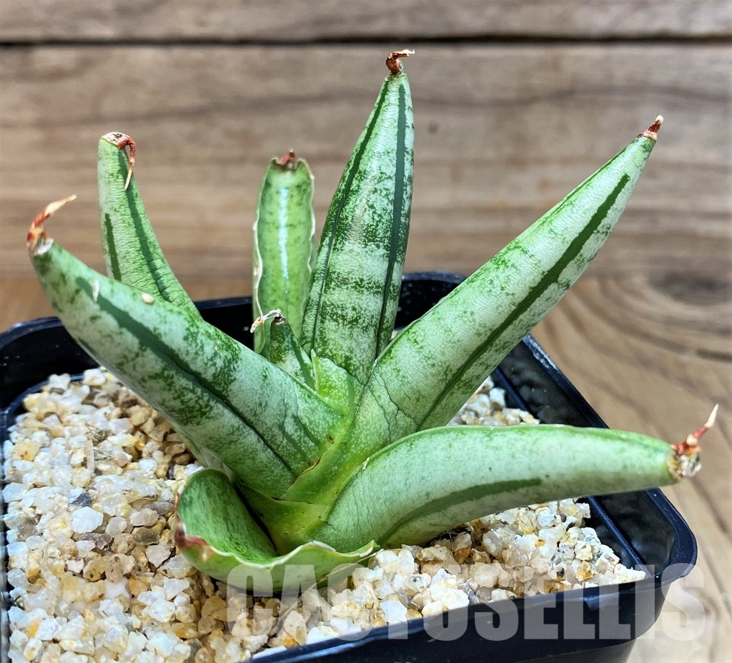 SH30612 Sansevieria 'Fatman' - Image 2