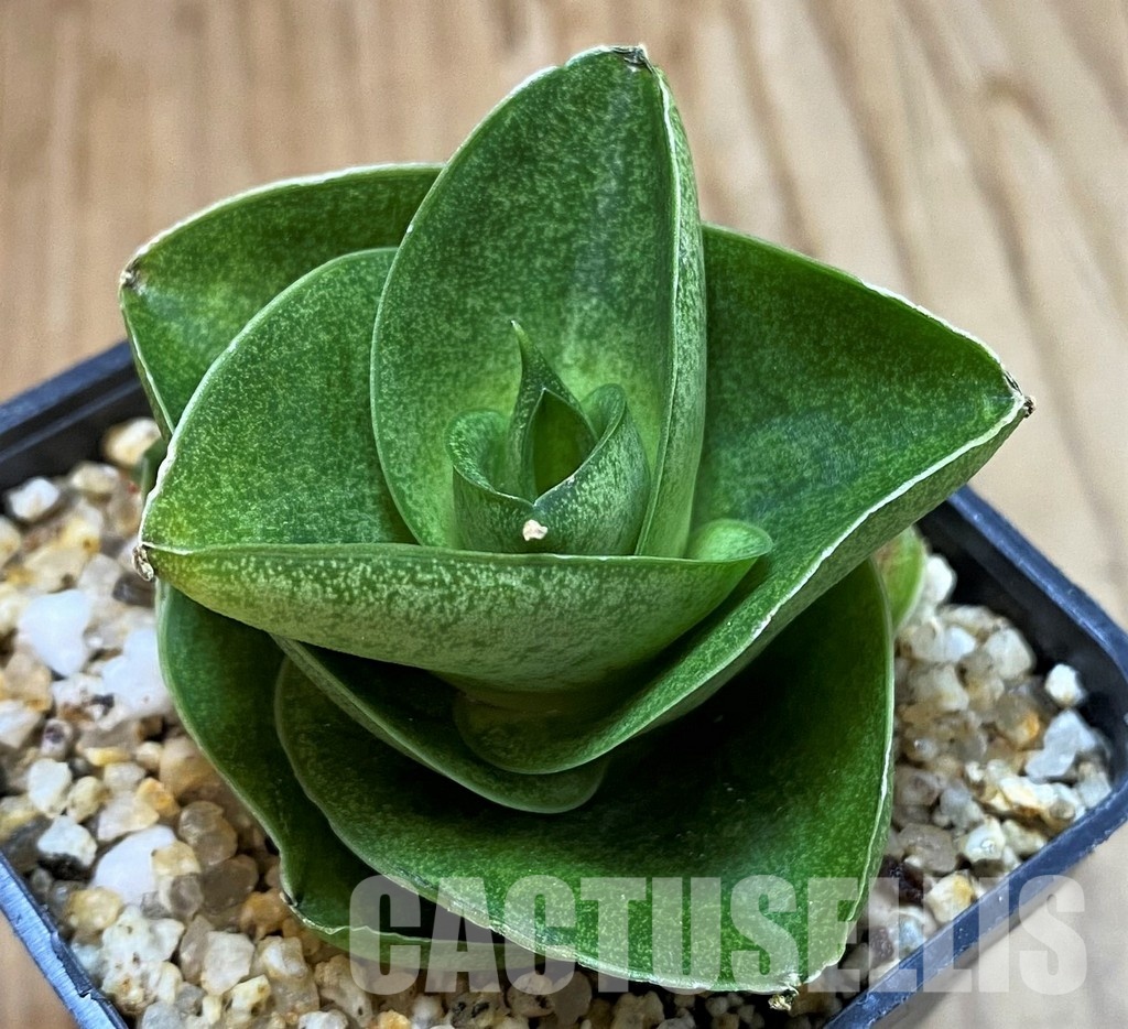 SH30598 Sansevieria ‘Mini Condo’ - Image 2